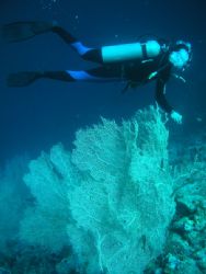 Corals and Diver, Hurghada, Red Sea by Serban Virgil Ionescu 